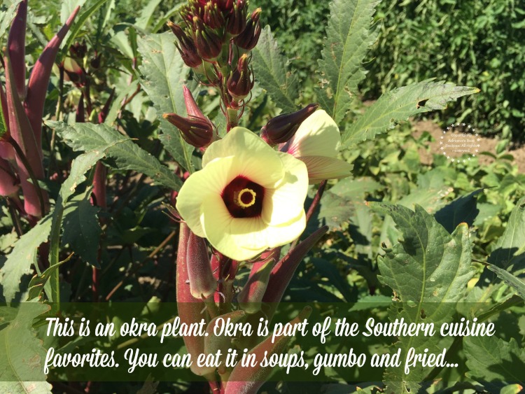 Meet a flowering okra plant Meet a flowering okra plant