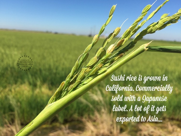Most of the sushi rice is grown in California