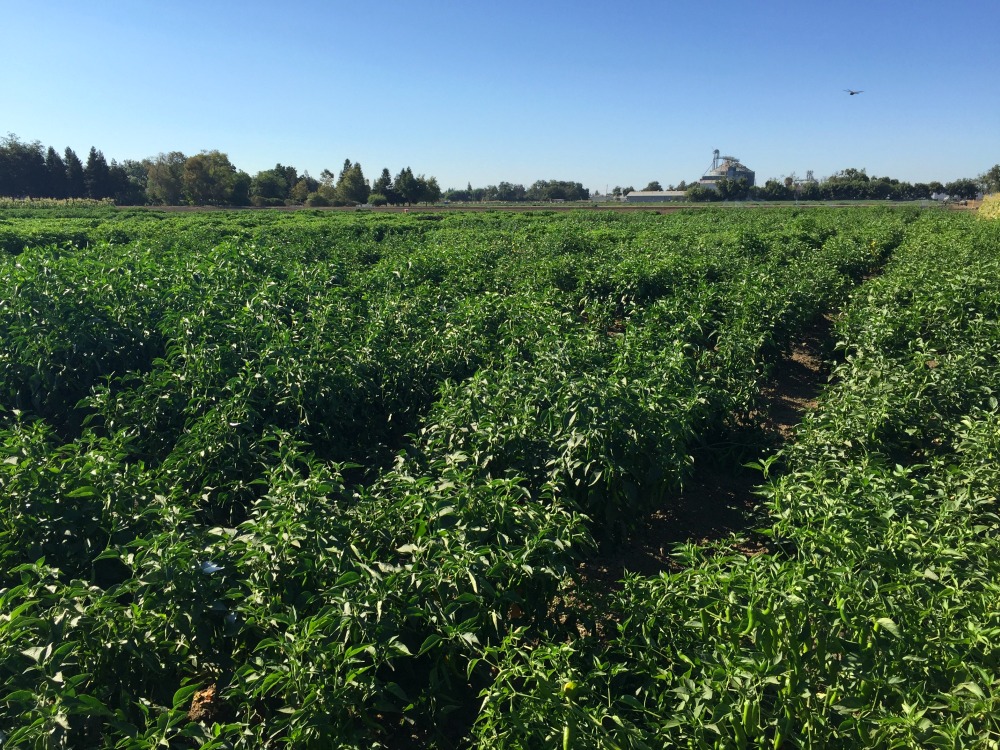 Campo sembrado con chiles