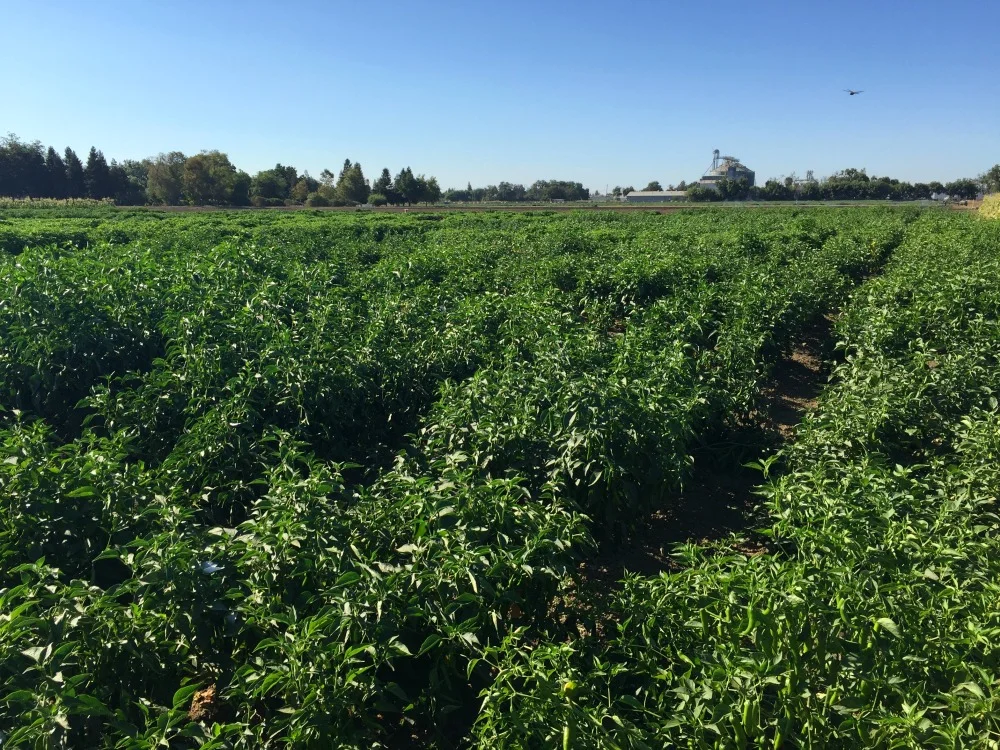Campo sembrado con chiles Campo sembrado con chiles