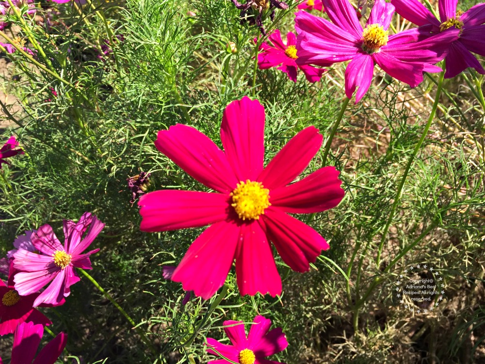 Pollinator flowers are important to have when growing vegetable and or fruits