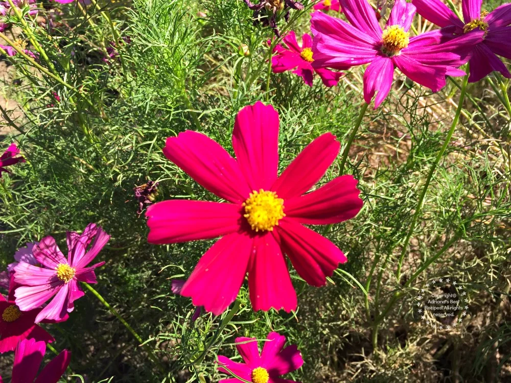 Flores que ayudan a atraer abejas y mariposas para polinización Flores que ayudan a atraer abejas y mariposas para polinización