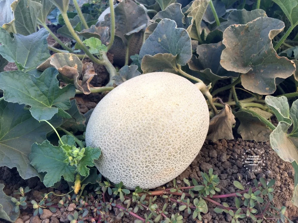 Se puede sabe que un melón está listo cuando tiene vetas de color amarillo Se puede sabe que un melón está listo cuando tiene vetas de color amarillo