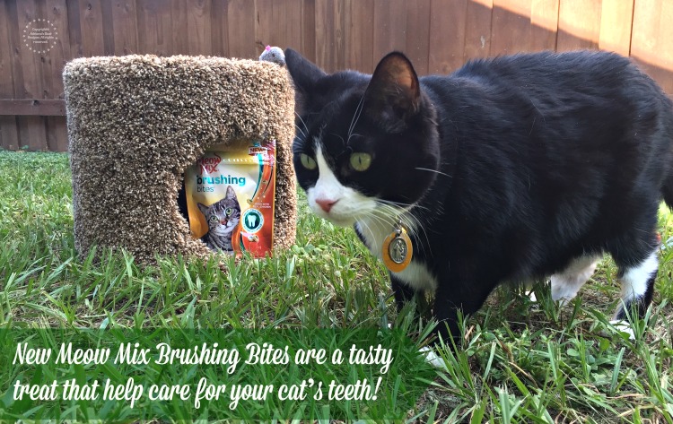 New Meow Mix Brushing Bites are a tasty treat that help care for your cats teeth 