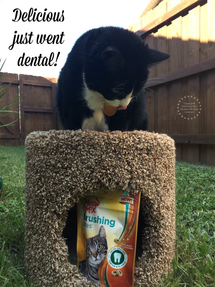 Prueba New Meow Mix Brushing Bites, porque cuidar la salud oral de tu gato es muy importante Prueba New Meow Mix Brushing Bites, porque cuidar la salud oral de tu gato es muy importante