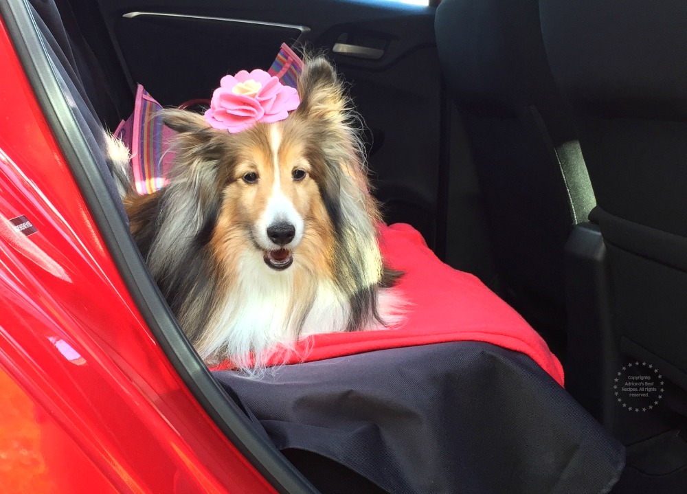 Best Dog Travel Tips from a Dog Lover