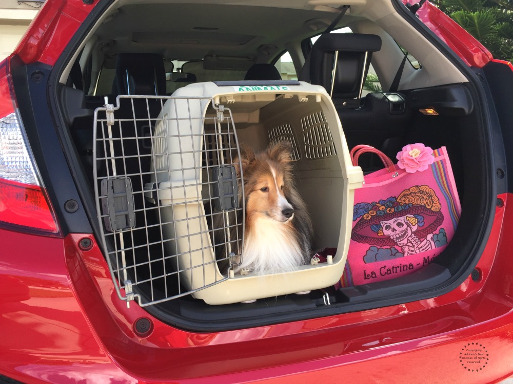 If you are taking a long ride or a road trip it is recommended to use a crate to transport your dog