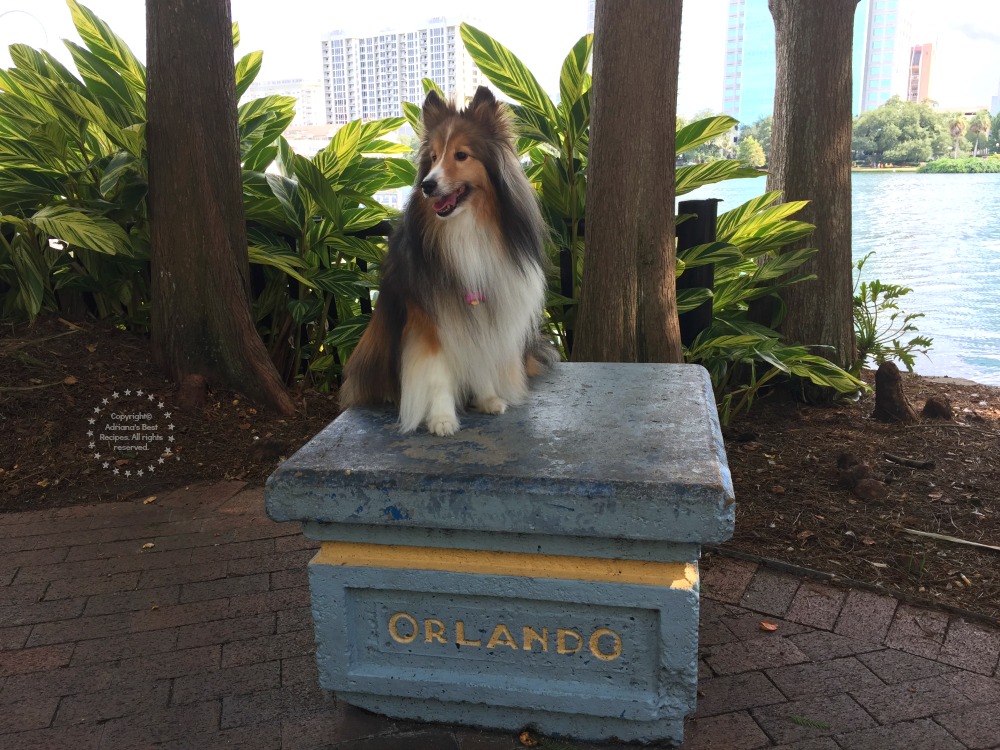 Si tu paseo incluye ir a un parque asegúrate de que acepten mascotas