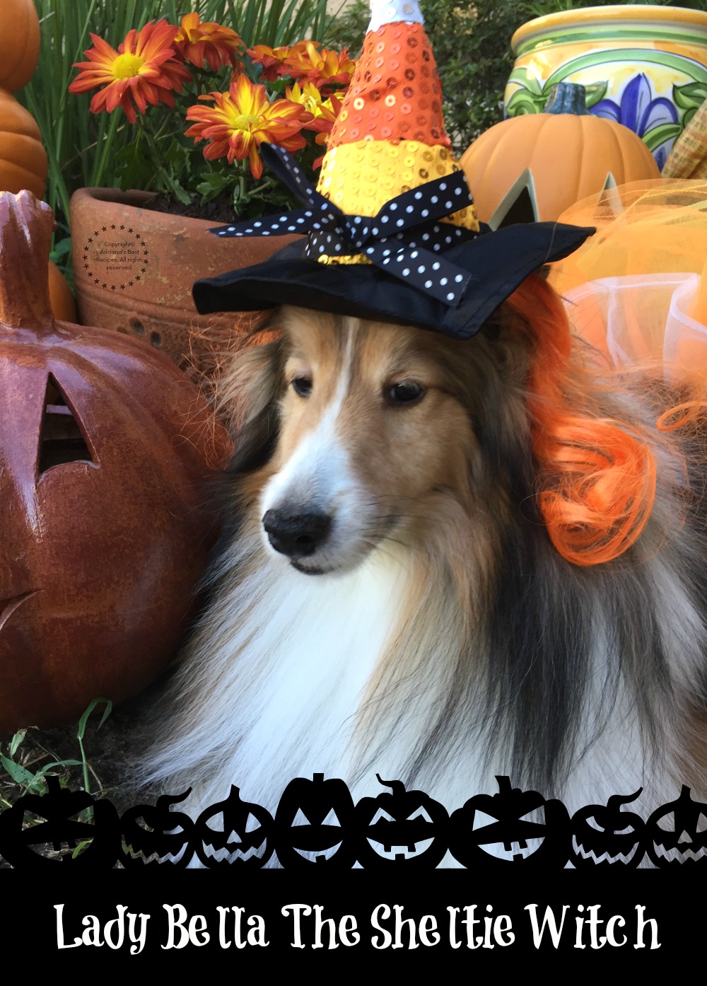 Lady Bella The Sheltie Witch