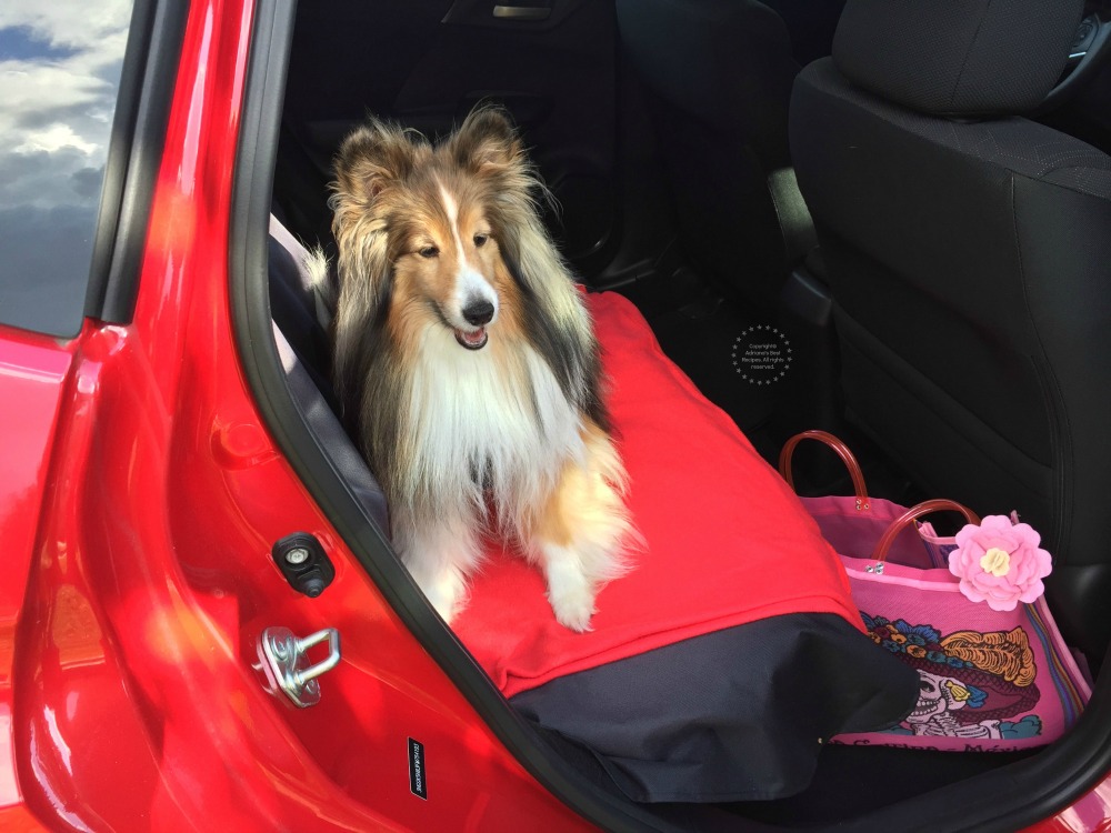Use the back seat and a protecting cover to safely transport your dog in the car
