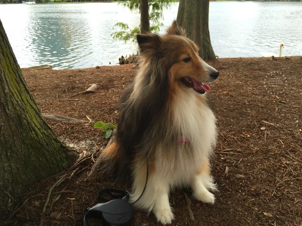 When walking your dog use a leash When walking your dog use a leash