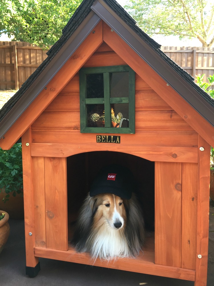 Bella enjoying her new best dog house