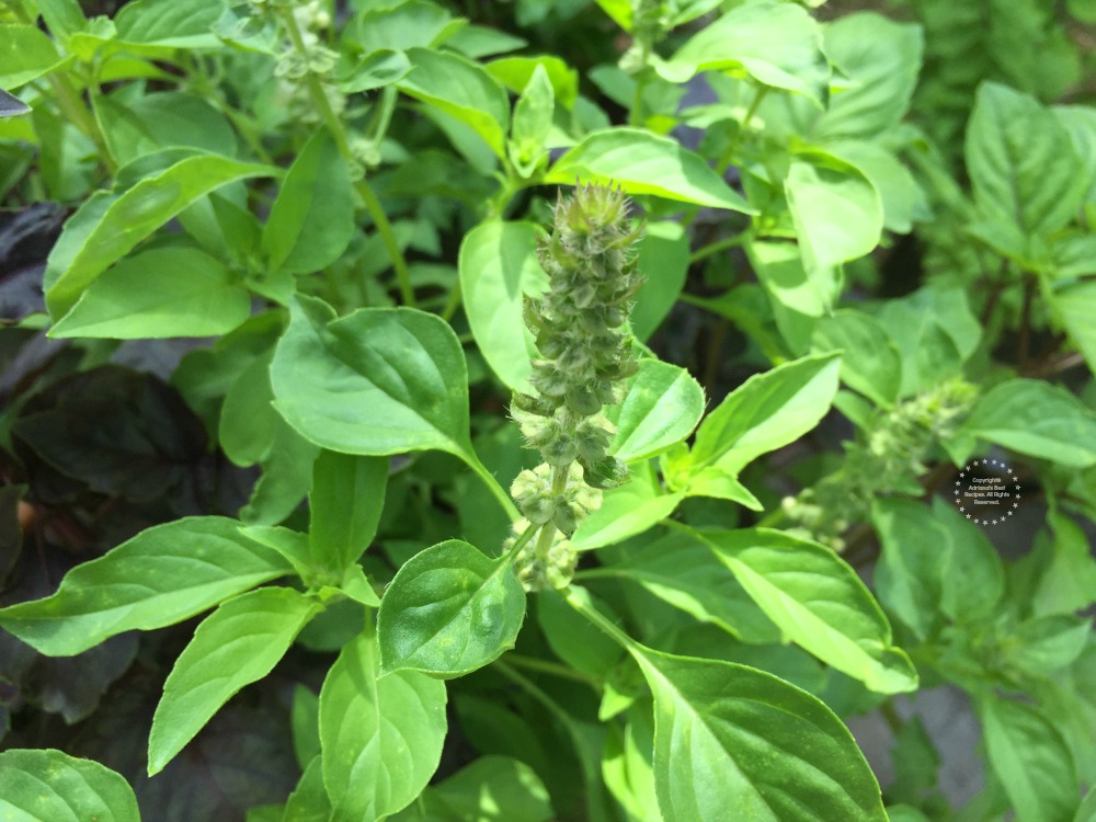 Albahaca alimonada una planta que crece en mi jardín