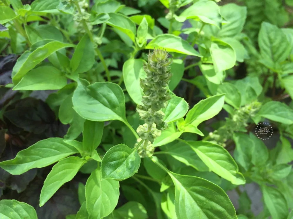 Albahaca alimonada una planta que crece en mi jardín Albahaca alimonada una planta que crece en mi jardín