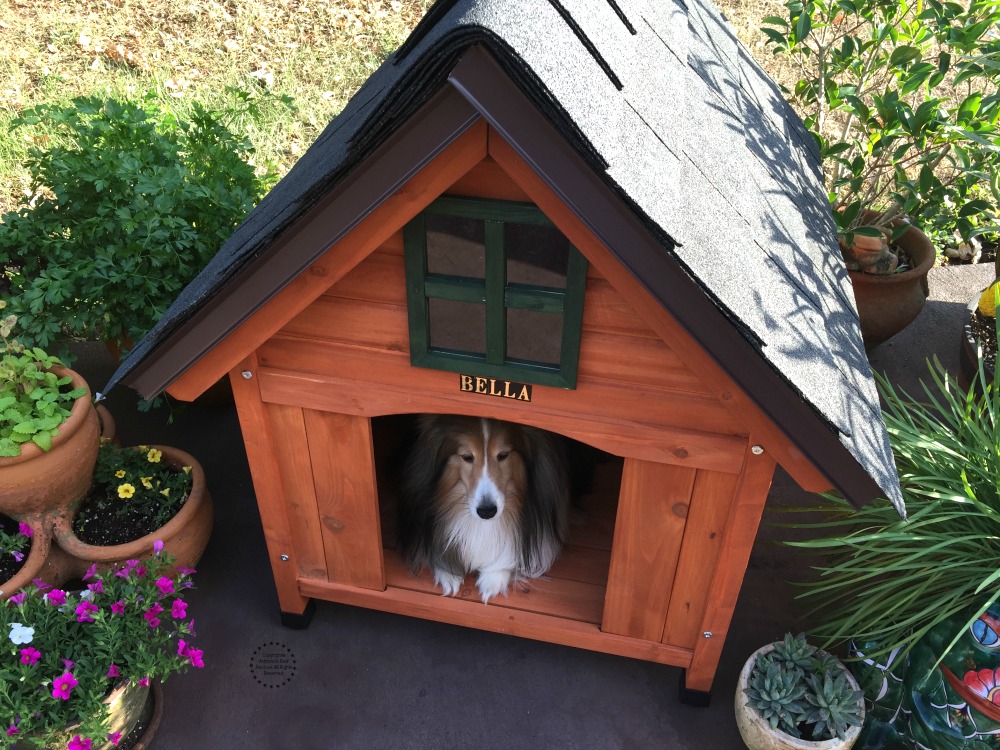 Esta linda casita perruna debe ser personalizada con el nombre del dueño así que le agregamos -Bella- con stickers en la entrada principal de la casita. 