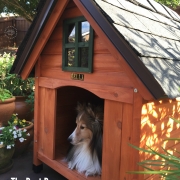 Same as we craft the best recipes, we also built the best dog house for the most pampered of the family: Bella, our sheltie dog, and kitchen companion. When planning for this DIY project, we took into consideration the best dog house would have to be resistant to the Florida weather, comfortable, and serve as a decorative fixture adding personality to our backyard.