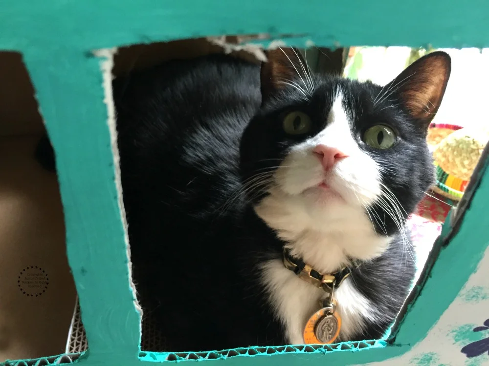 Our indoor cats need balanced nutrition and play time Our indoor cats need balanced nutrition and play time