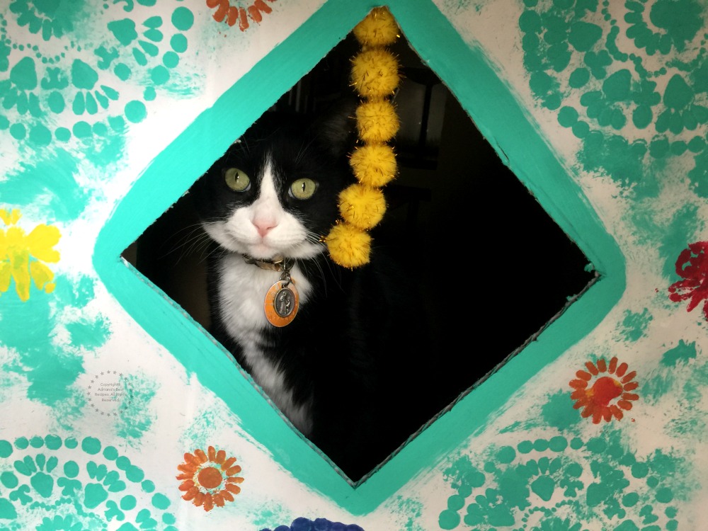 Tatiana es uno de nuestros gatos rescatados Tatiana es uno de nuestros gatos rescatados