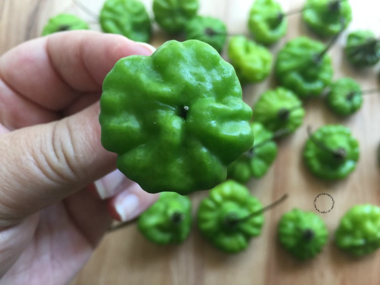 Ají Cachucha green pepper the secret for making cuban frijoles negros