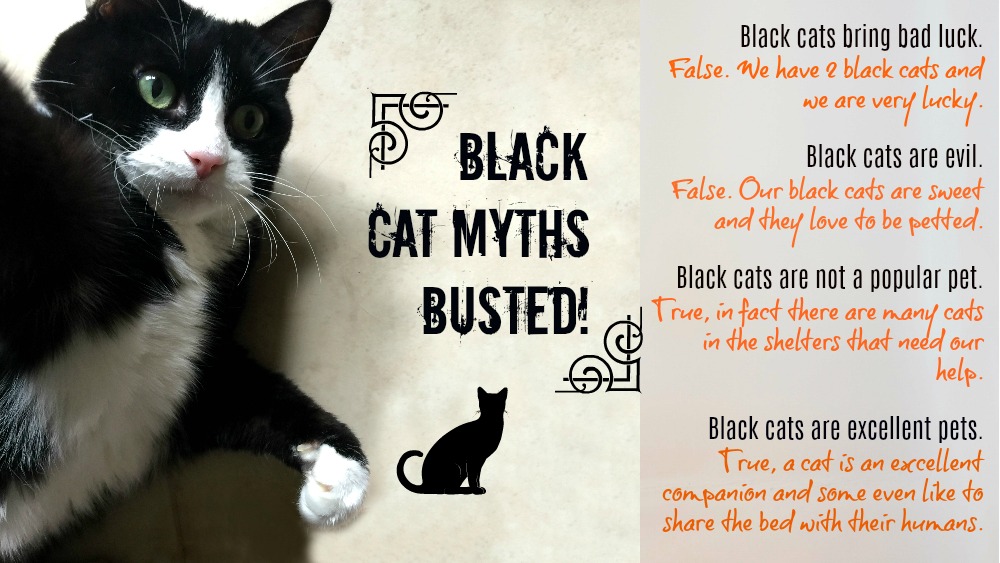 Mitos sobre los gatos negros al descubierto