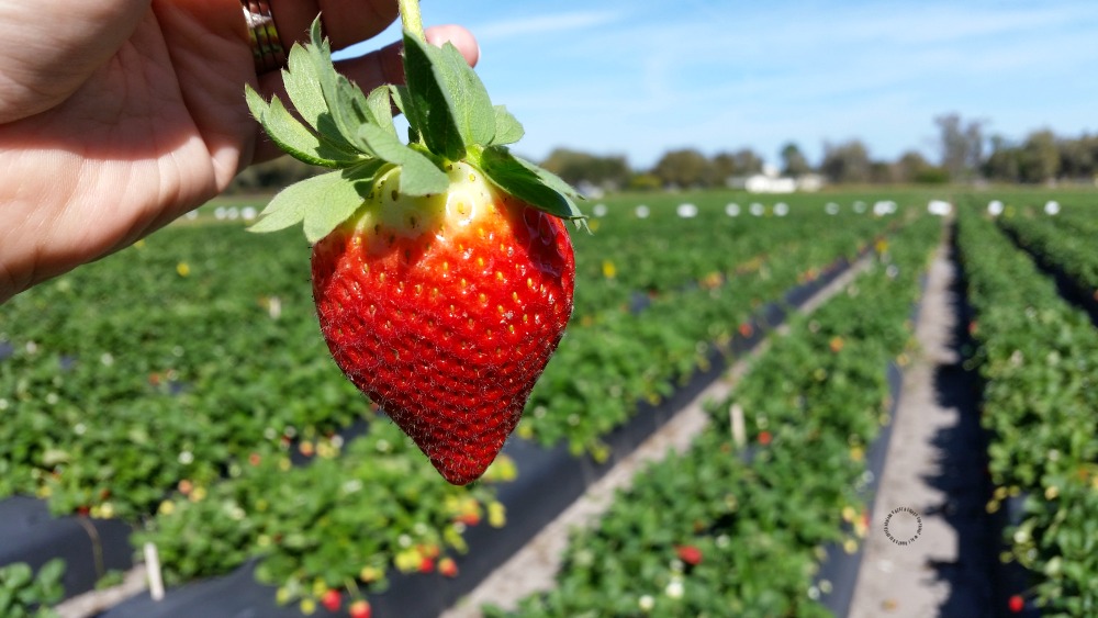 Las fresas de la Florida están ahora en temporada