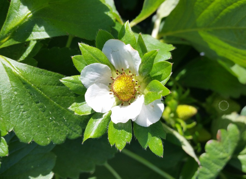 Esta flor se transformará en una rica fresa en unos días Esta flor se transformará en una rica fresa en unos días