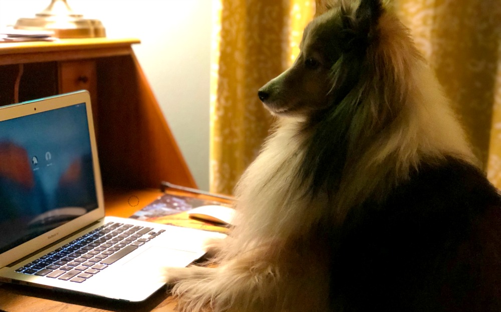 Follow the BlogPaws fun on social media