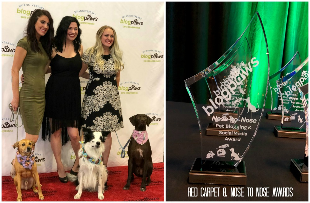 La alfombra roja en BlogPaws y la gala Nose To Nose Awards