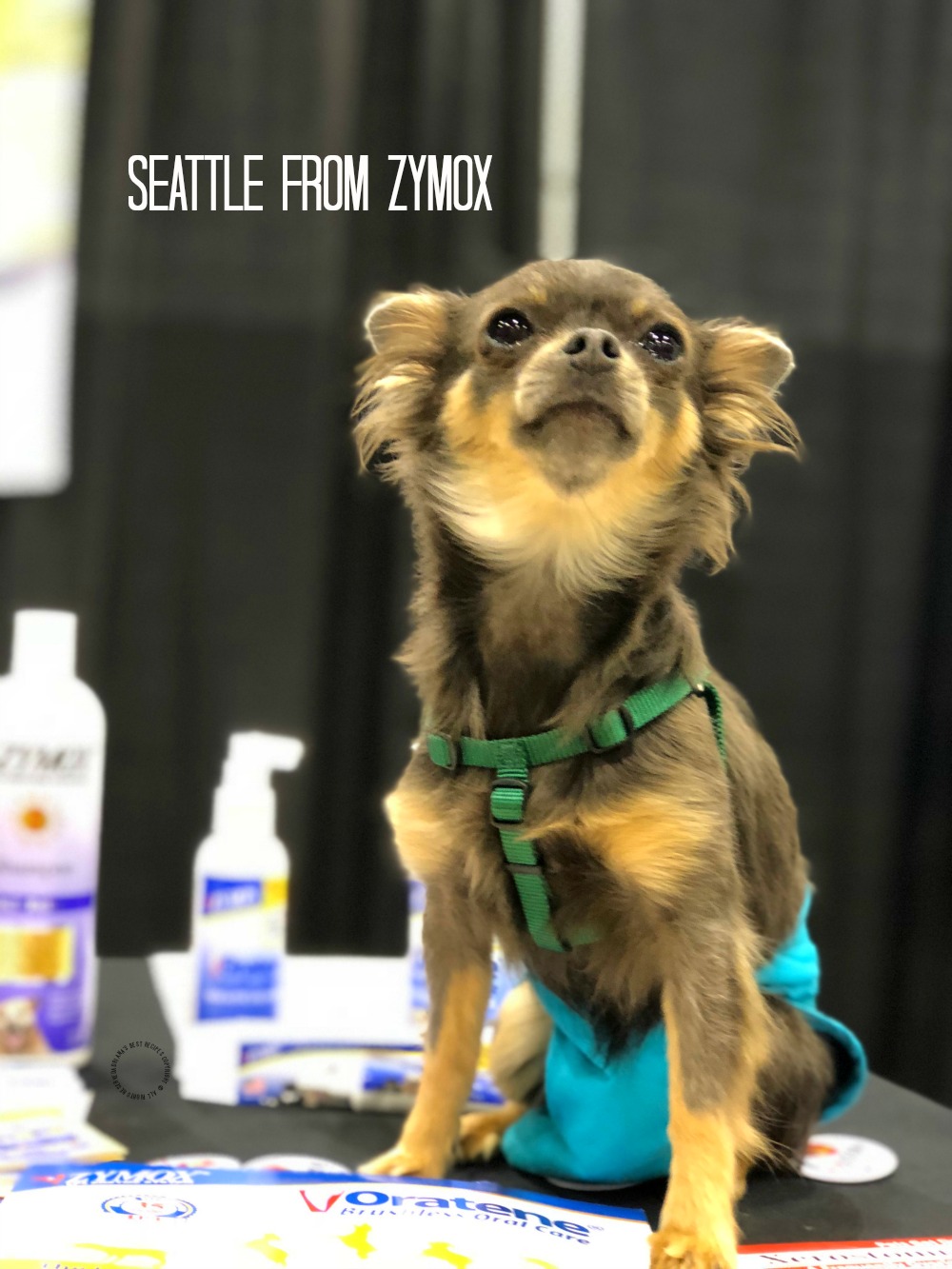 Conoce a Seattle representando a ZYMOX en BlogPaws