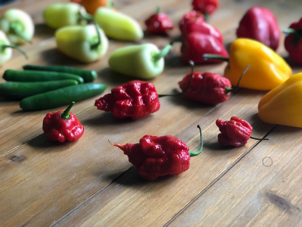 A red pepper with a small pointed tail 