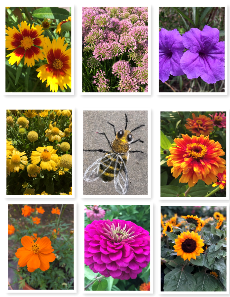 Yellow, orange, purple and blue are the flowers that bees love