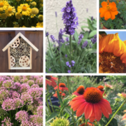 Estamos compartiendo consejos sobre jardines polinizadores para crear un espacio en casa que dé la bienvenida a las abejas y a las mariposas. La jardinería es un excelente hobbie además de que ayuda con la concientización de cómo ayudar al ambiente y es una oportunidad educativa para toda la familia.