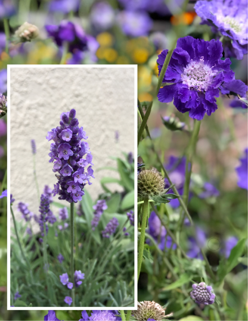 Flores de lavanda y scabiosas púrpuras son el complemento perfecto para un jardín polinizador.