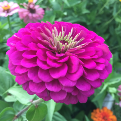 Learn how to plant a pollinator garden using colorful flowers