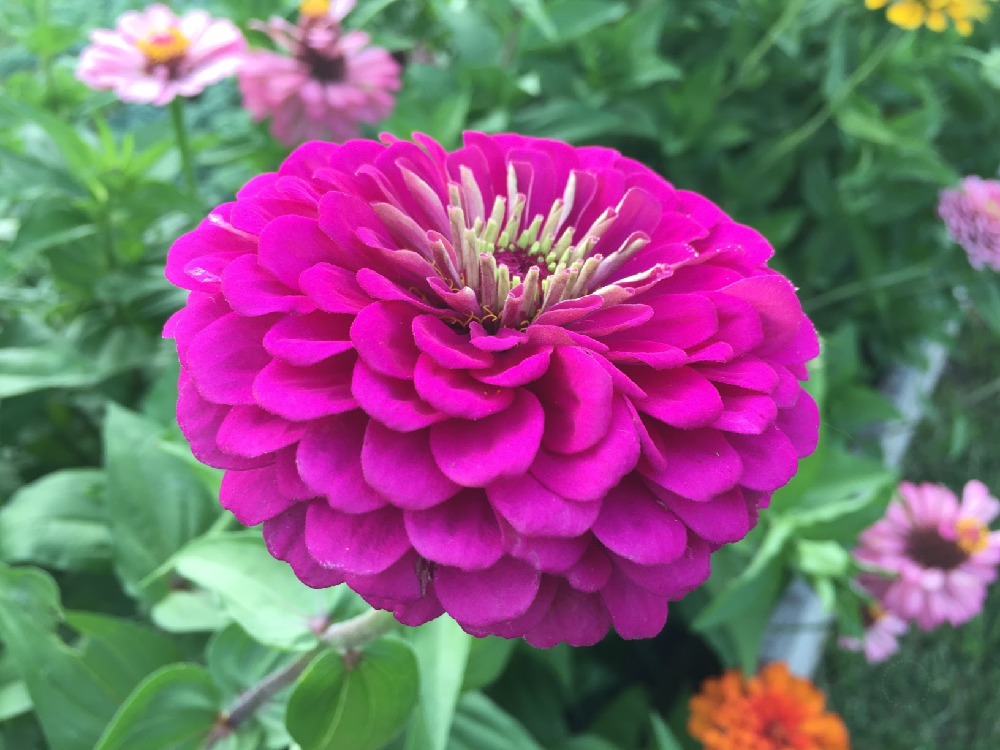 Las flores coloridas atraen a las abejas y las mariposas que son esenciales en un jardín polinizador