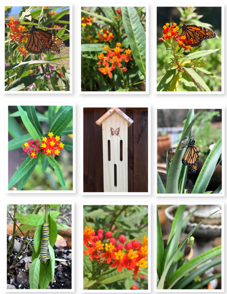 This image shows the monarch butterfly life cycle and the flowers they love which are called milkweed. Butterflies are essential to a pollinator garden too. 