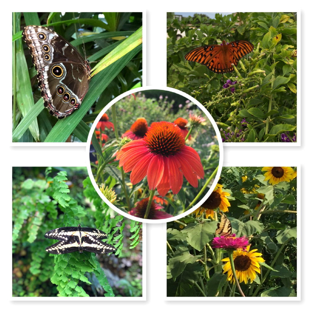 Butterflies come in different colors and shapes. And love colorful coneflowers. 