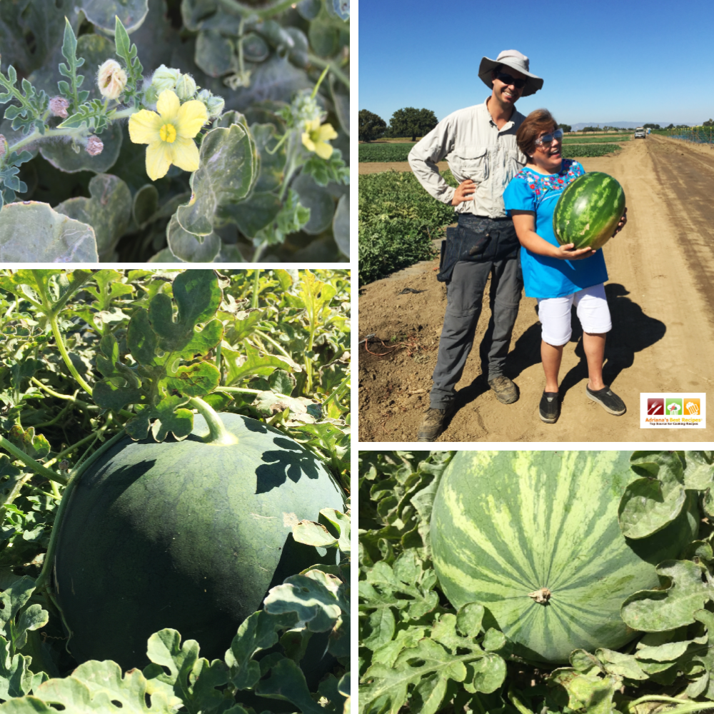 We had the chance to visit the farm and learn more about the harvest