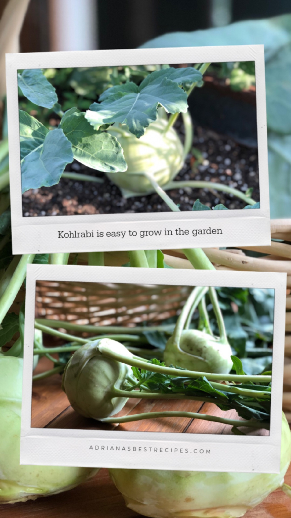 Kohlrabi is available year-round in certain areas, however, is also available frozen. But you can grow it at home in your garden too. 