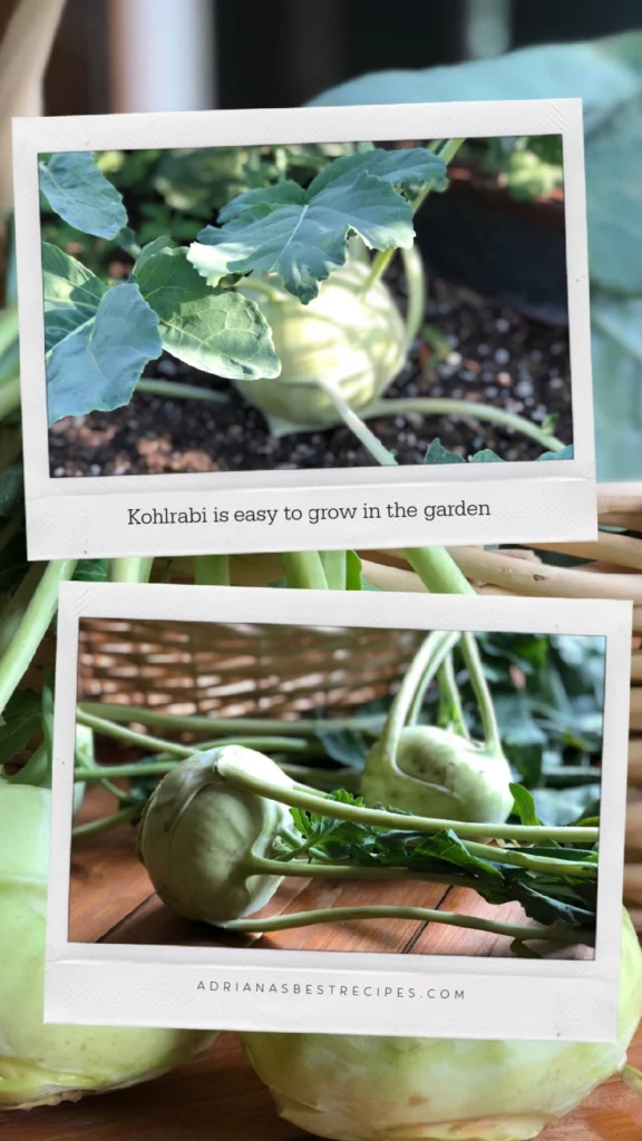 Kohlrabi is available year-round in certain areas, however, is also available frozen. But you can grow it at home in your garden too.