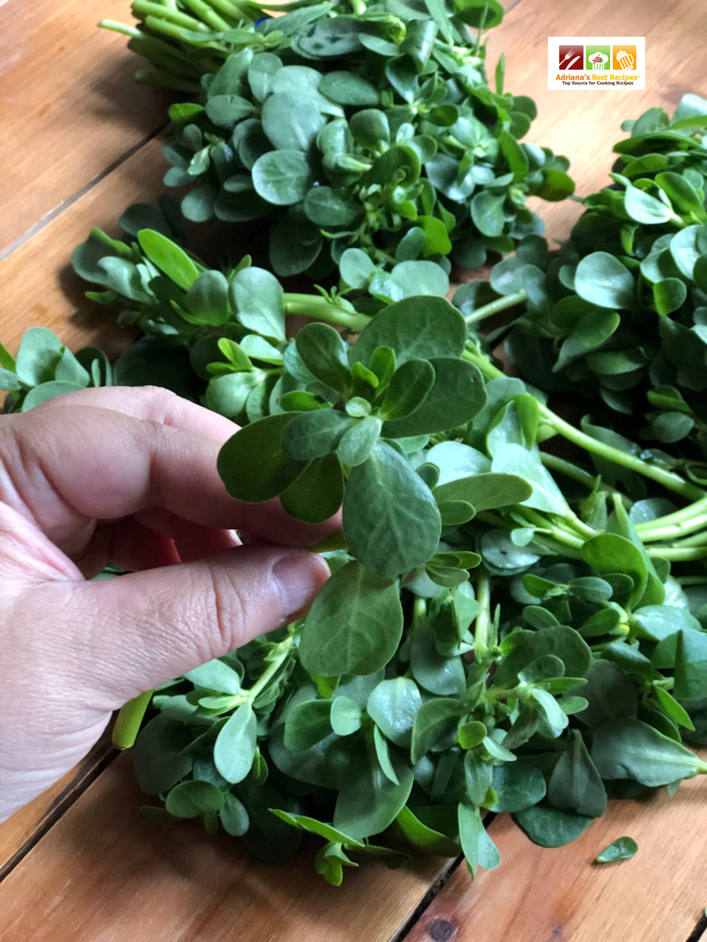 a hand holding a purslane sprig