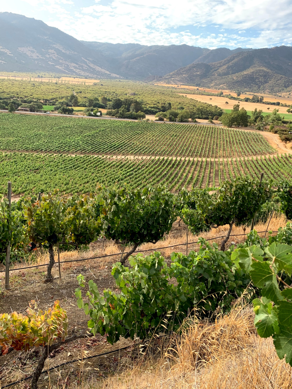 Maule Valley in Chile home of the TerraNoble Wines