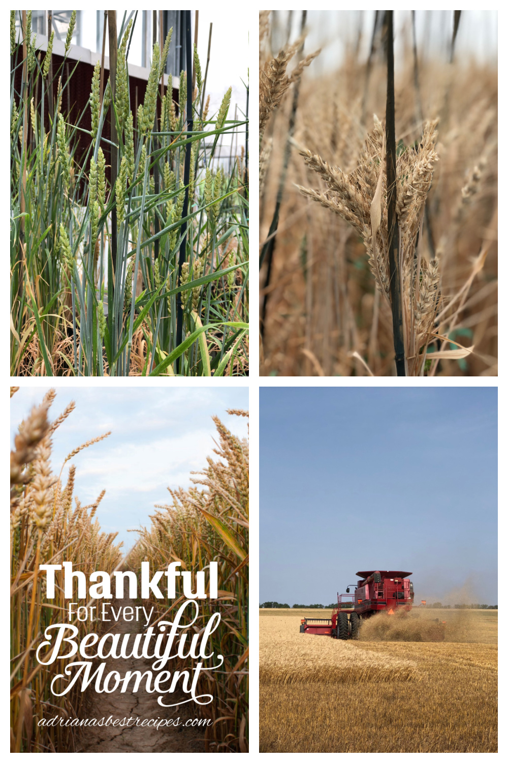 a collage showing the stages of wheat from plant to harvest