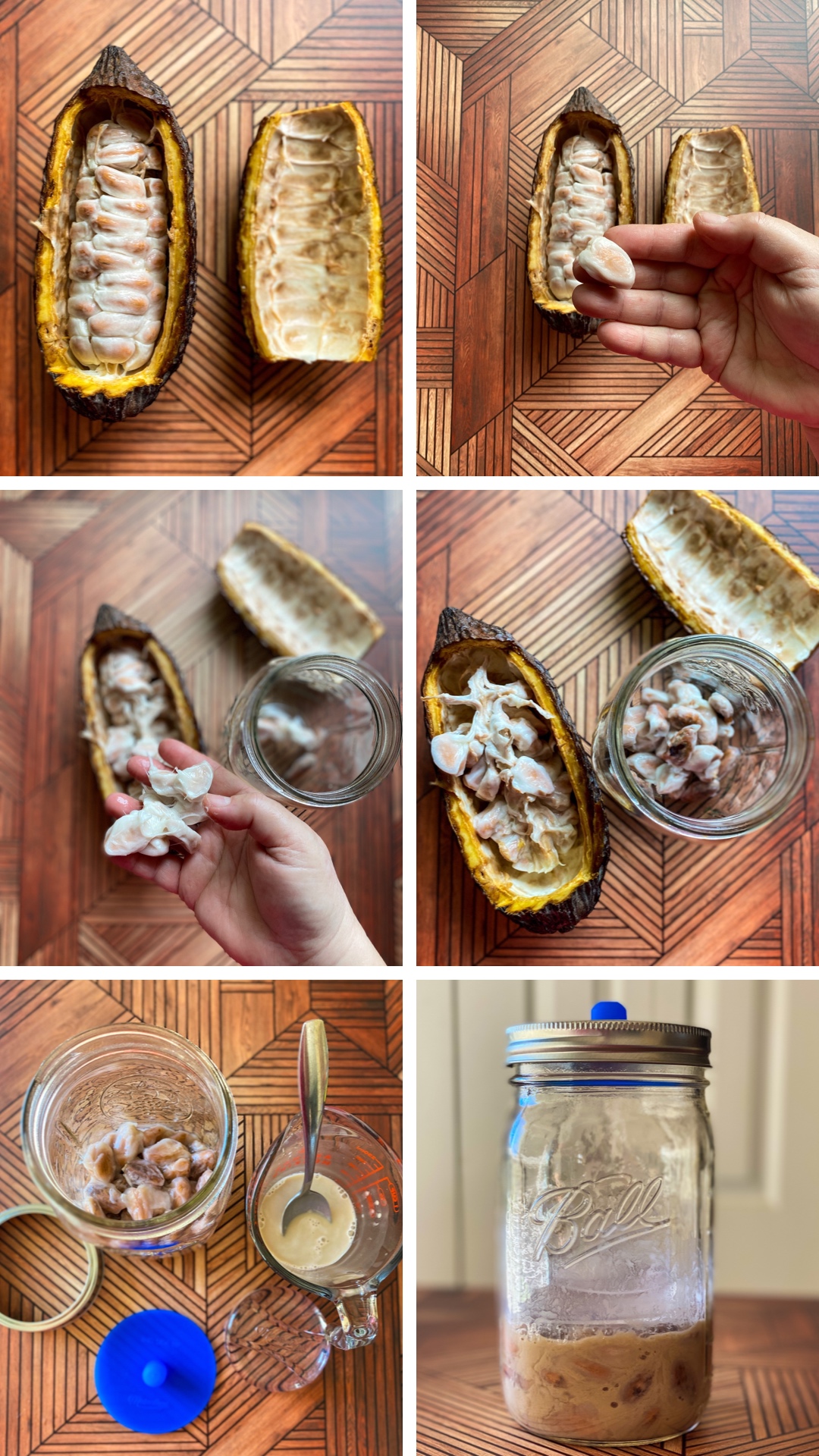 a collage showing how to ferment cacao beans