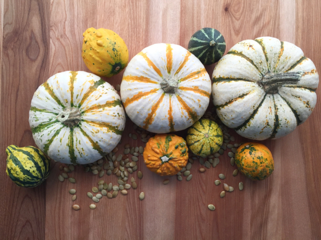 pumpkin varieties